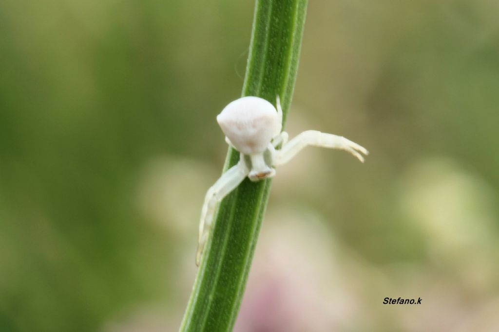 Giovane Thomisus onustus - Padriciano (TS)